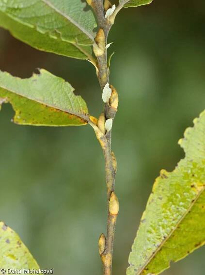 fotografie Salix x dichroa (vrba)