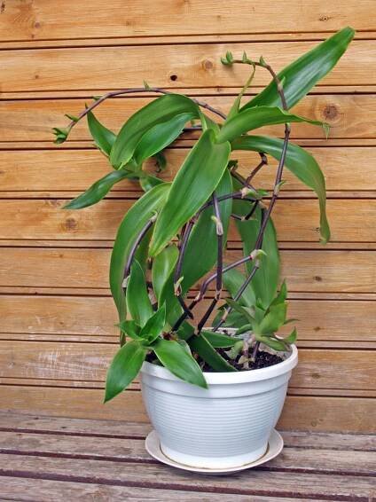 Kalísie voňavá (Callisia fragrans) 2