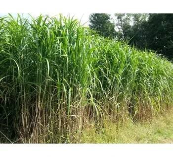 Ozdobnice velká (Miscanthus "Giganteus")