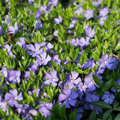 Barvínek obecný Vinca minor Modrý Zadělávající Do stínu P9 Země Polsko