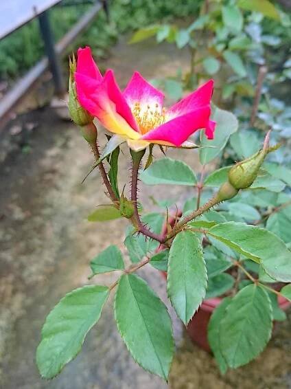 'Cocktail' Rose » Rose Plants • Teo Joo Guan Horticulture