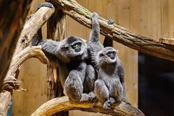 Vzácní primáti na dosah i jedinečná relaxační zóna. Zlínská zoo otevírá Giboniku - ZLIN.CZ