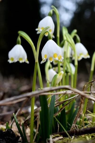 Soubor:Bledule jarní (Leucojum vernum) na lokalitě Farářova louka.jpg – Wikipedie