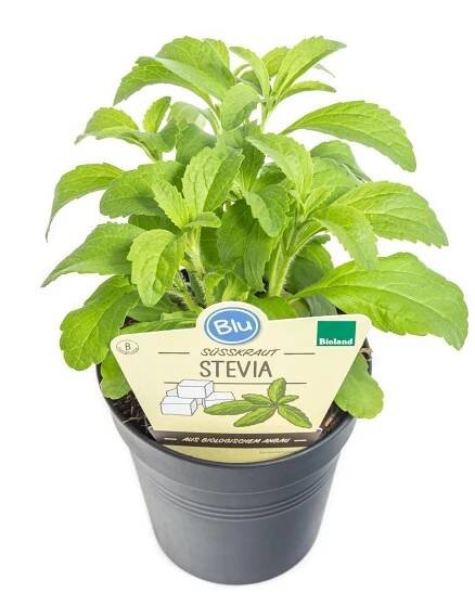 Bio Stévie sladká, Stevia rebaudiana, v květináči-8922