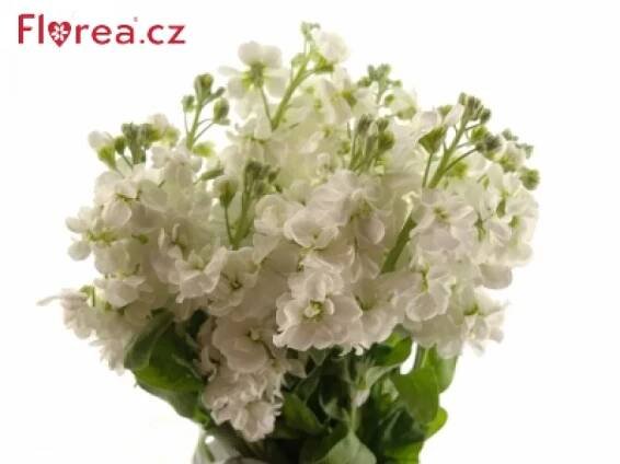 Matthiola INCANA WHITE ARROW 40cm