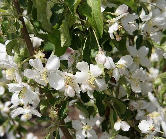 Trees Archives - Kiwi Nurseries