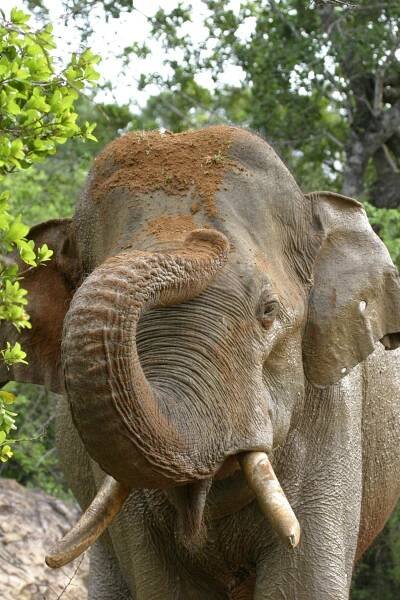 Anuradha Tusker - Jetwing Eco