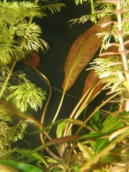 Cryptocoryne affinis