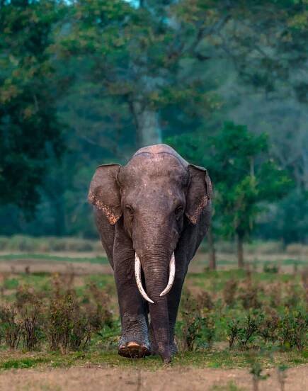 A tusker walking along the greenery at Kalawewa National Reserve