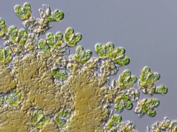 Botryococcus - Wikipedia