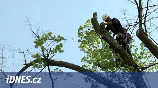 Města prořezávají stromy, lidé si myslí, že je ničí. Nemusí mít pravdu - iDNES.cz