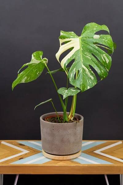 Monstera deliciosa ’Thai Constellation’ XL (vysoký stupeň panašovania)