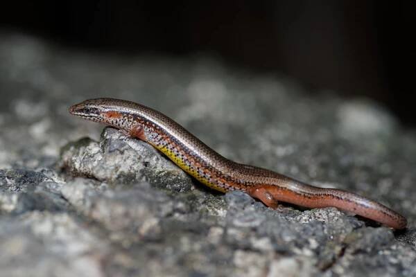 Lygosoma bowringii