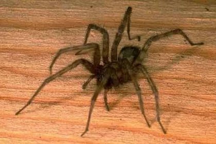 Domácí pavouci: jsou nebezpeční pro lidi, druhy, znaky