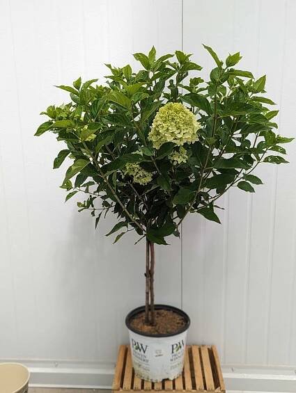 Little Lime® Hydrangea Tree