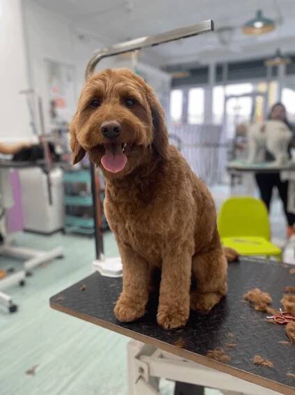 May 2024 - Animal Loving Care (ALC)
