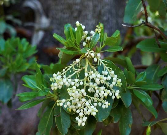 Madrone