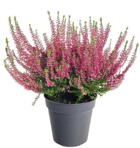 Vřes obecný, Calluna vulgaris, tmavě růžový, skladem