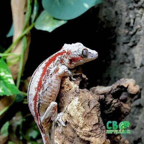 Gargoyle geckos for sale near me baby gargoyle geckos pictures photos