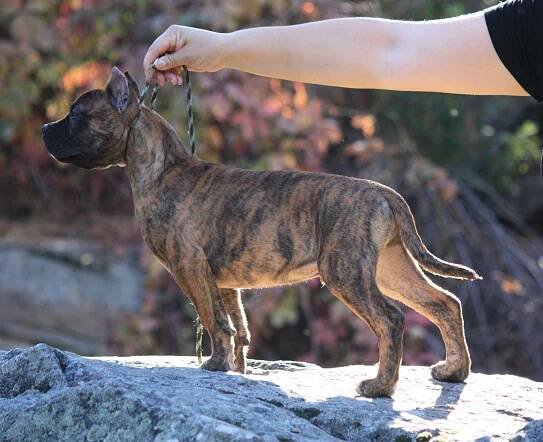 black mask brindle pitbull puppy in washington