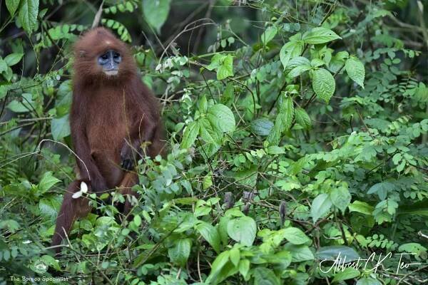 Red leaf langur
