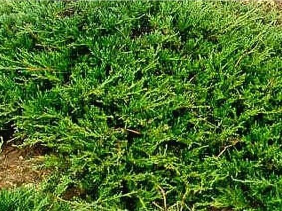 Jalovec polehlý 'Prostrata'