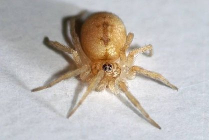 Druhy pavouků doma: Proč jsou doma pavouci a co to je?