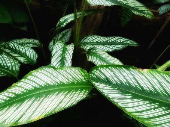 Calathea crocata