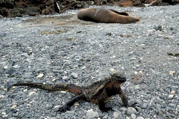 Iguana s lachtanem v pozadí