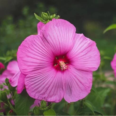Ibišek bahenní Mallo Rose - Hibiscus moscheutos - prodej semen - 5 ks