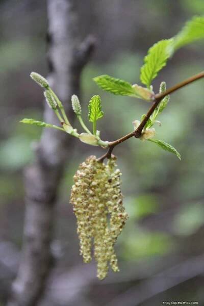 Olše zelená zkadeřená - Alnus alnobetula subsp. crispa