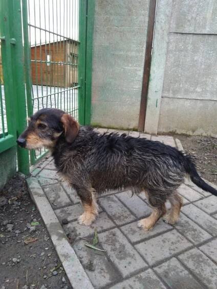 Psi k adopci z útulků, azylů a neziskových organizací
