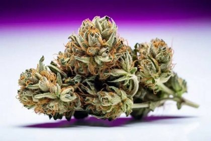 Baklava Cannabis Strain | The Seed Fair