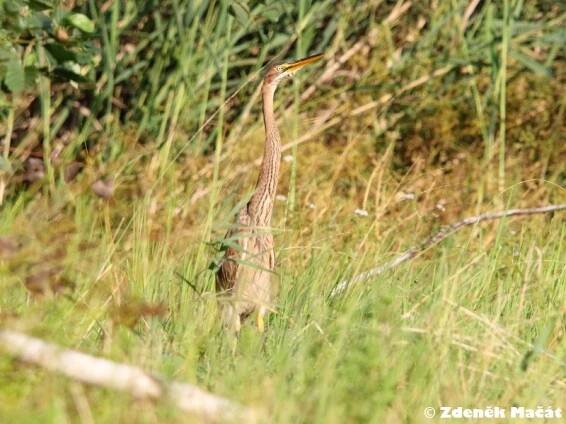 Ardea purpurea - volavka červená | Ardeidae – volavkovití | Natura Bohemica