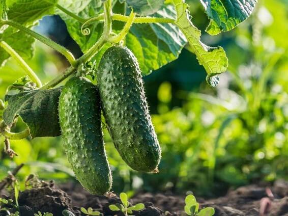 Best (And Worst) Cucumber Companion Plants For Higher Yields & Pest-Free Plants