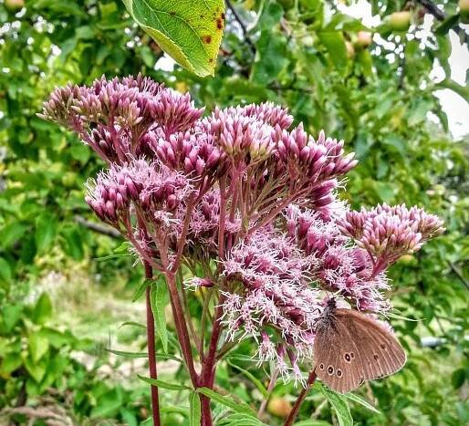 Původní keře pro živou zahradu - Pro motýly - Sadec konopáč (Eupatorium cannabinum)