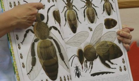 OBRAZEM: Vyprávění o životě včel zaujalo děti mateřinky