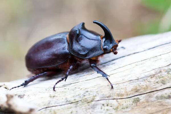 Nosorožík kapucínek (Oryctes nasicornis) žije nejen vEvropě (kromě Britských ostrovů), ale také vAsii a vseverní Africe.