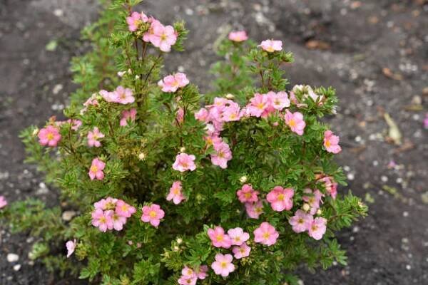 krásné růžové květy potentilla na zeleném keři. drobné červené květy čeledi růžovitých (rosaceae). - mochna plazivá - stock snímky, obrázky a fotky