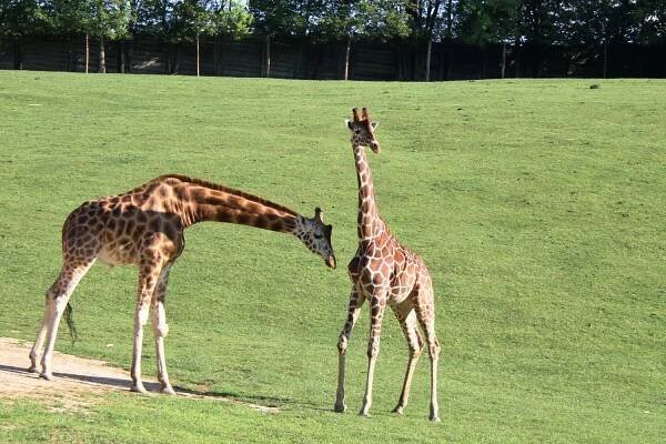 Žirafy opět volně v safari! ZOO Dvůr Králové představuje další novinku, Královédvorsko