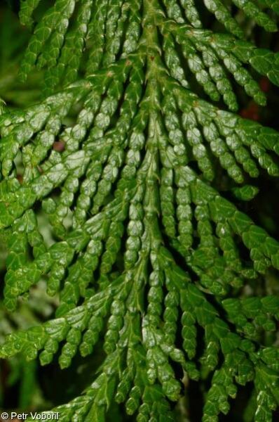 Thuja occidentalis – zerav západní • Pladias: Databáze české flóry a vegetace