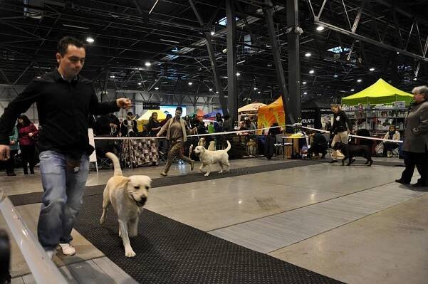 archiv rok 2014 | archiv | Labrador z Choče