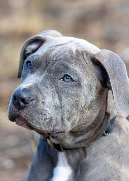 Pit Bull Pes Štěně - Fotografie zdarma na Pixabay