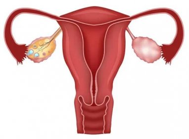 Dělohy a folikulární vývoj vaječníků — Stockový vektor