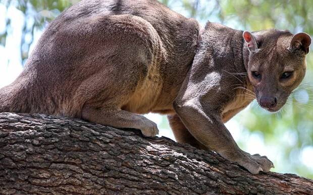 Fossa – Madagascar’s largest predator