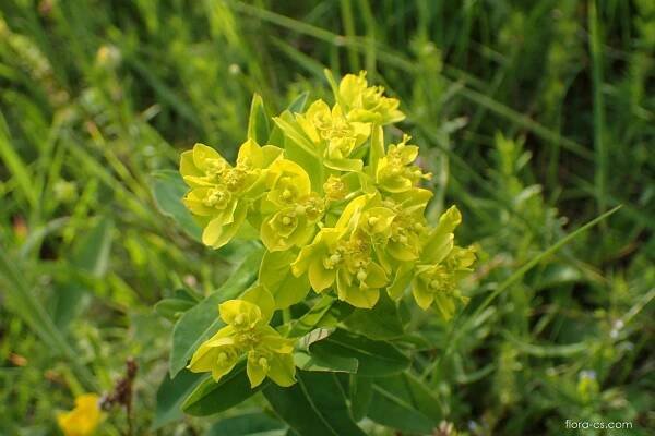 Pryšec kosmatý (Euphorbia illirica)
