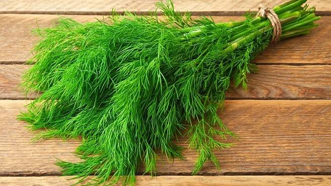 Kopr → návod na pěstování, účinky, použití - skrblík