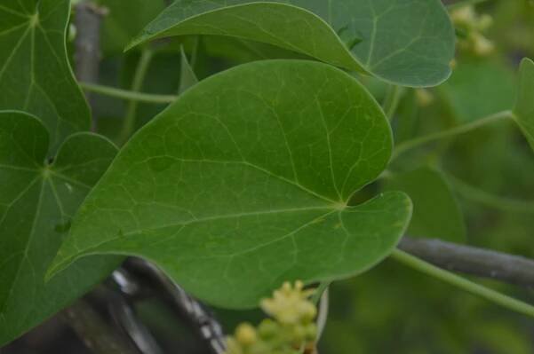 Tinospora cordifolia – eFlora of India