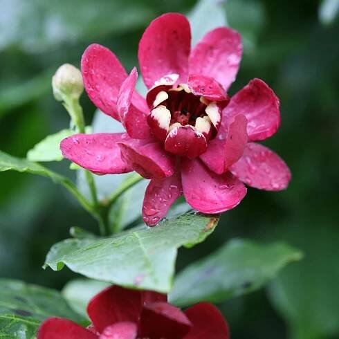 CALYCANTHUS_APHRODITE_SWEETSHRUB_PW_CALAT_01