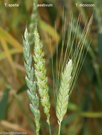 fotografie Triticum spelta (pšenice špalda)